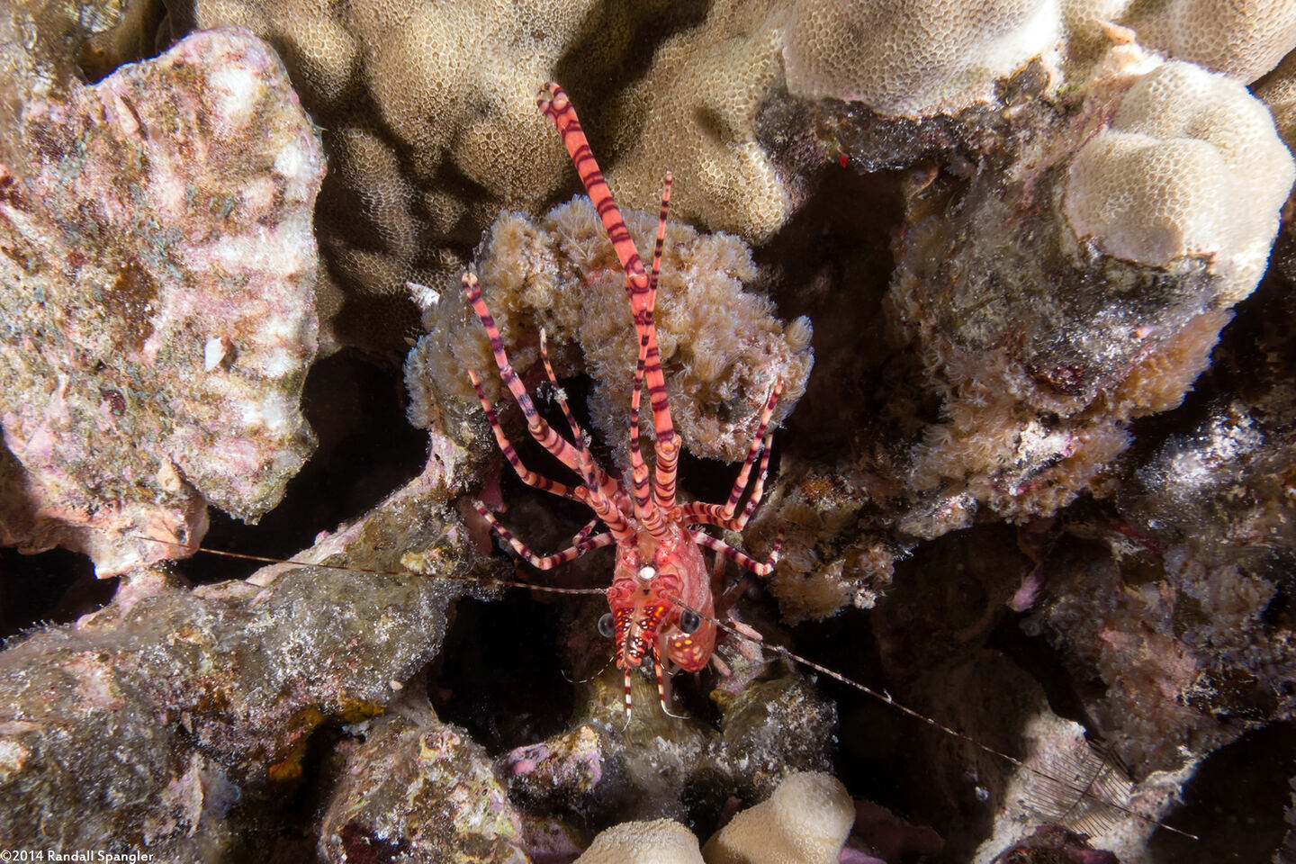 Saron marmoratus (Common Marbled Shrimp)