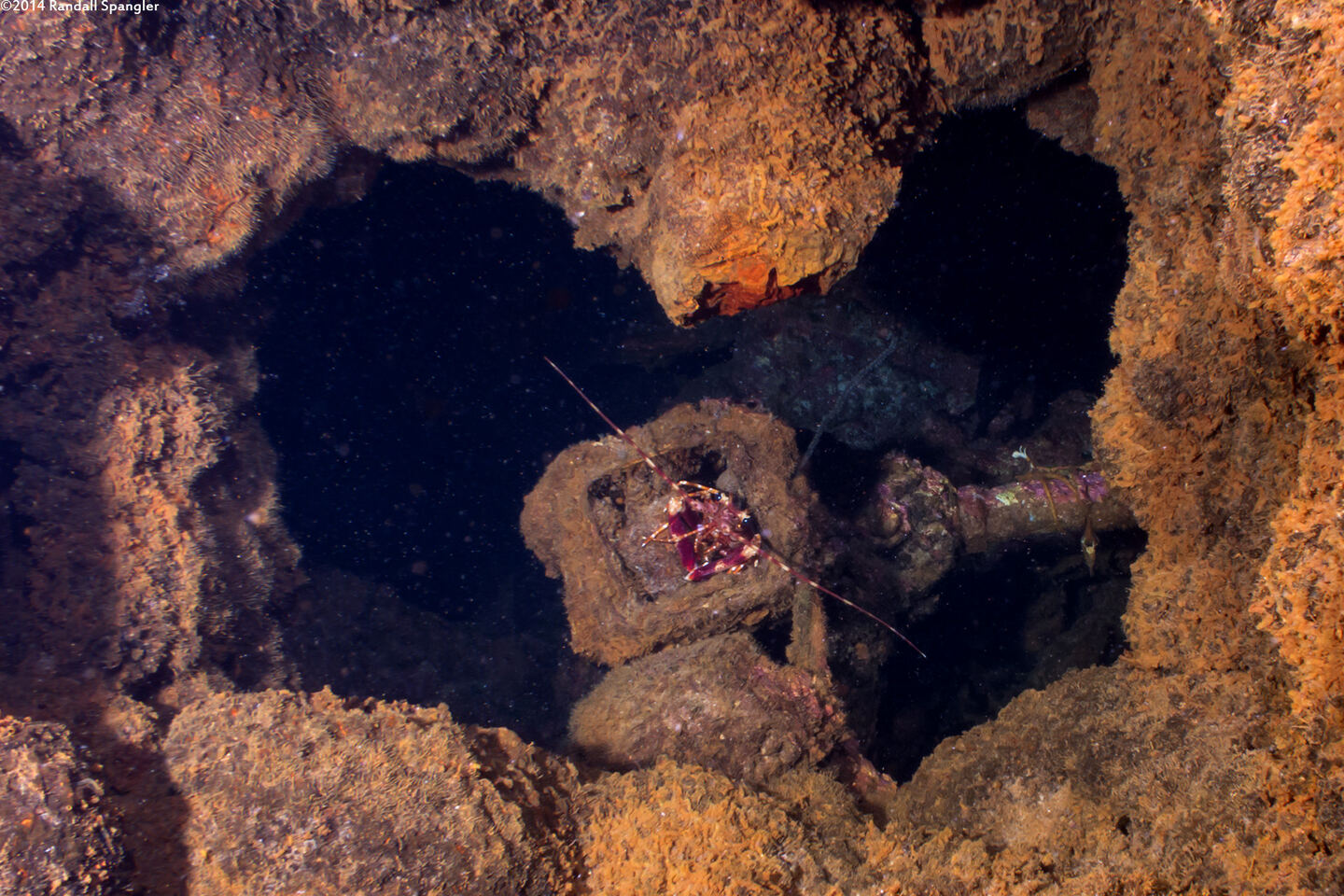 Justitia longimana (Long-Handed Spiny Lobster)