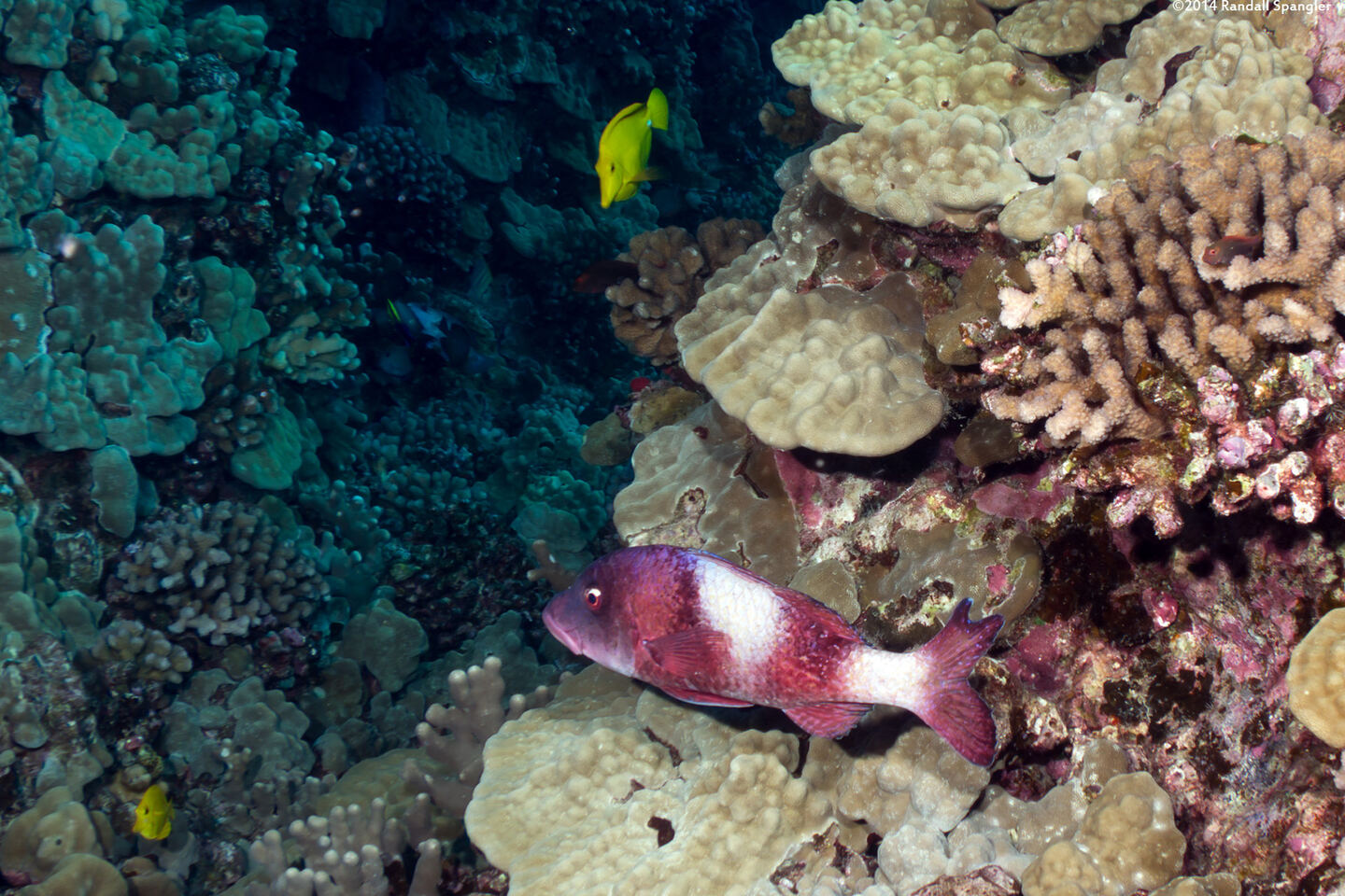 Parupeneus insularis (Island Goatfish)