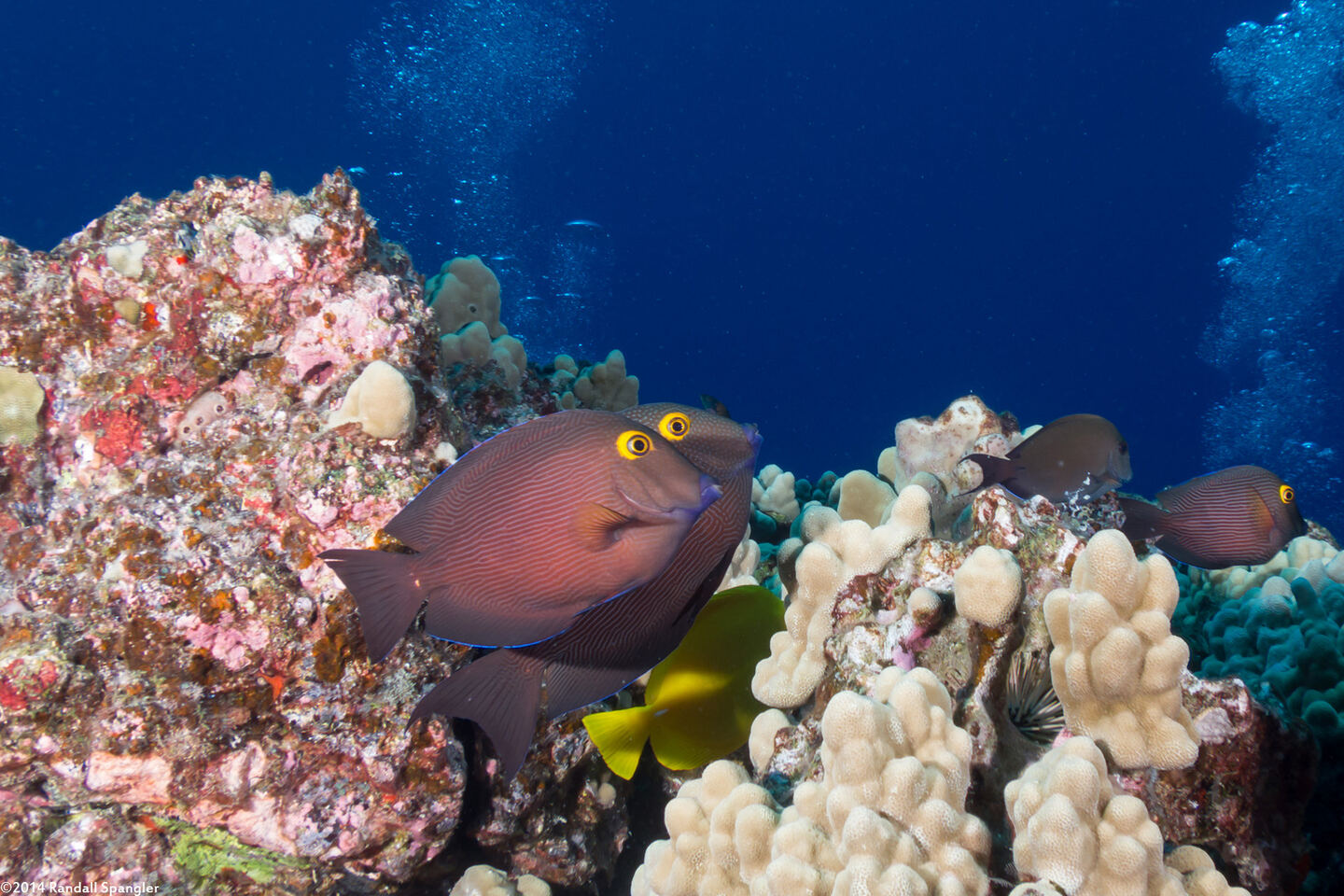 Ctenochaetus strigosus (Goldring Surgeonfish)