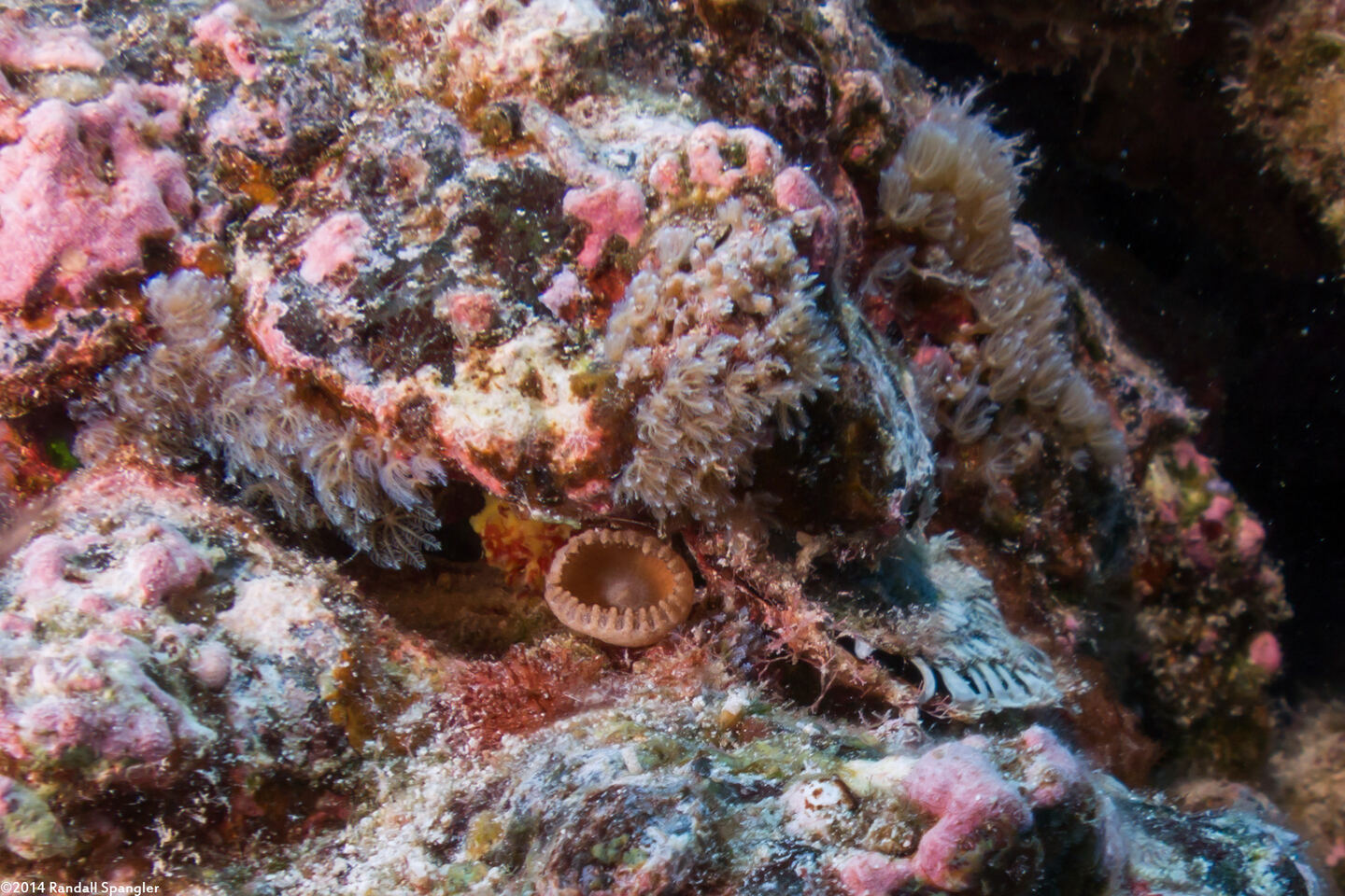 Pinctada margaritifera (Pacific Pearl Oyster)