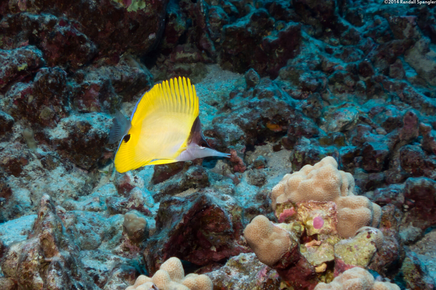 Forcipiger flavissimus (Common Longnose Butterflyfish)