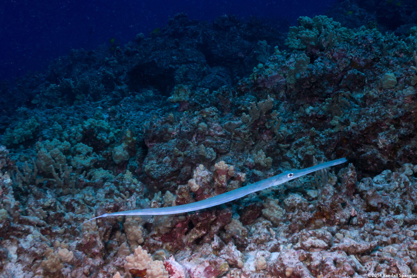 Fistularia commersonii (Bluespotted Cornetfish)