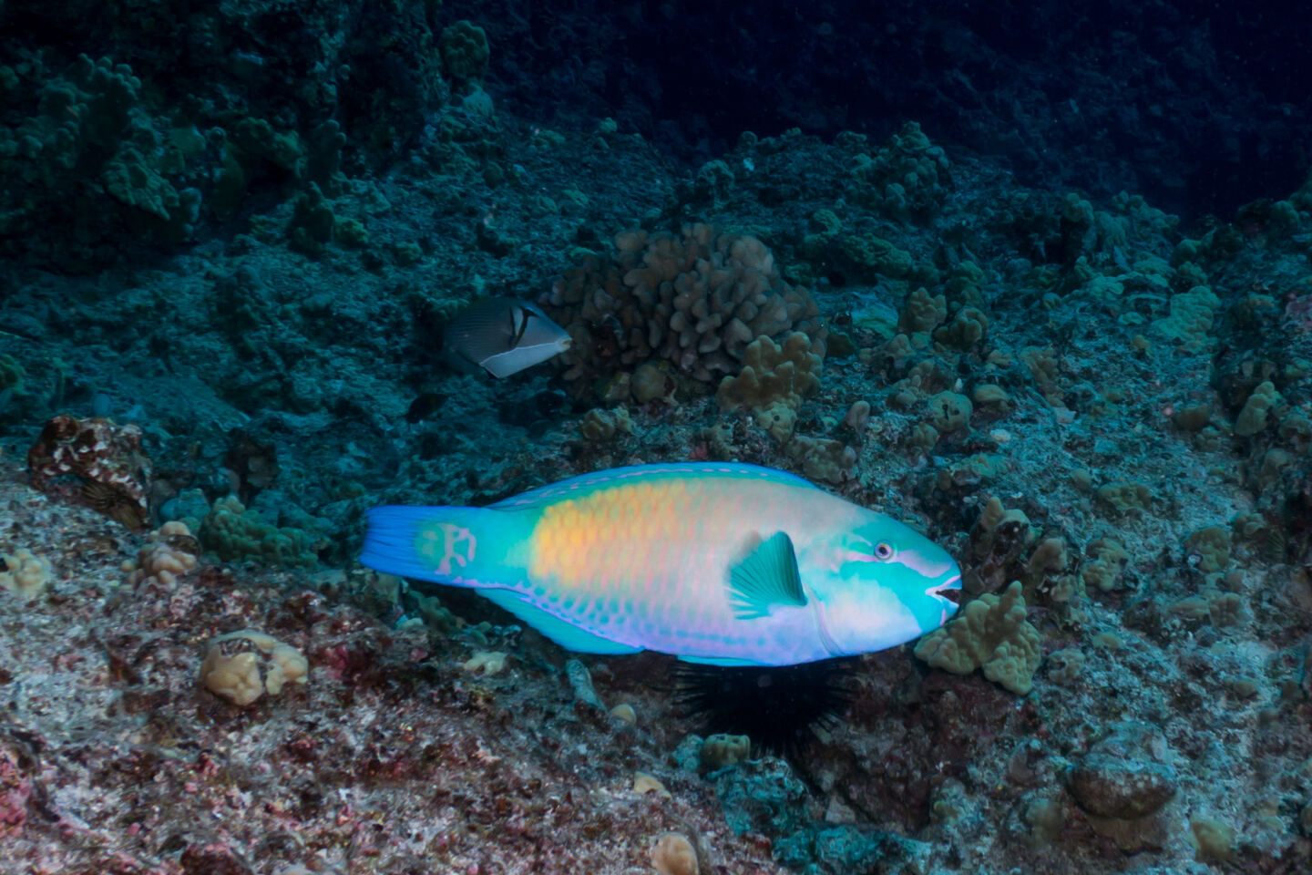 Chlorurus spilurus (Bullethead Parrotfish)