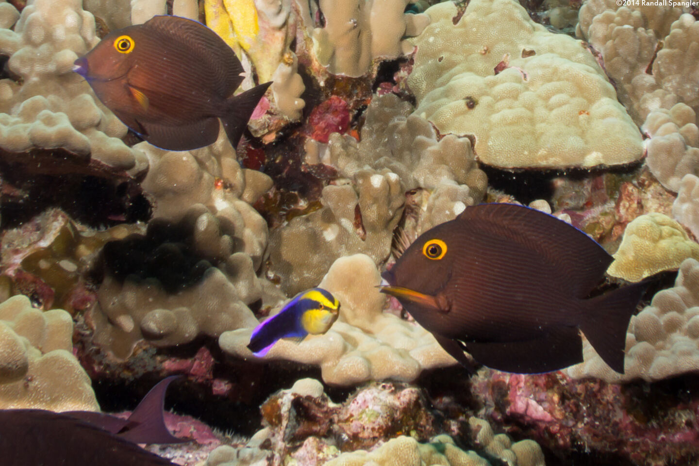 Labroides phthirophagus (Hawaiian Cleaner Wrasse)