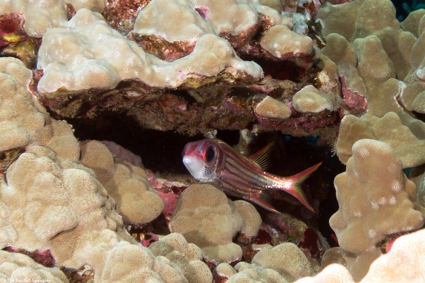 Neoniphon sammara (Spotfin Squirrelfish)