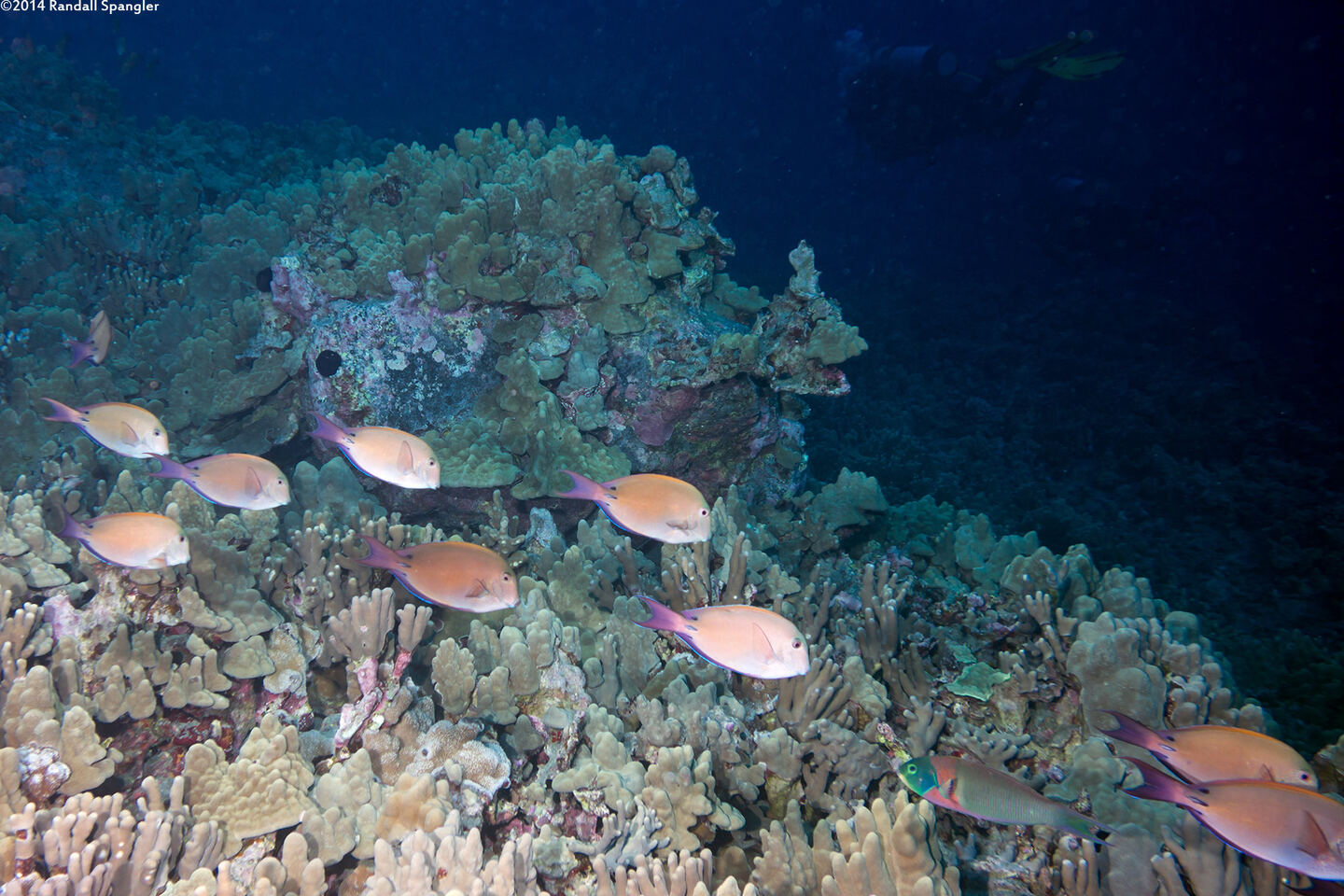 Acanthurus nigrofuscus (Brown Surgeonfish)
