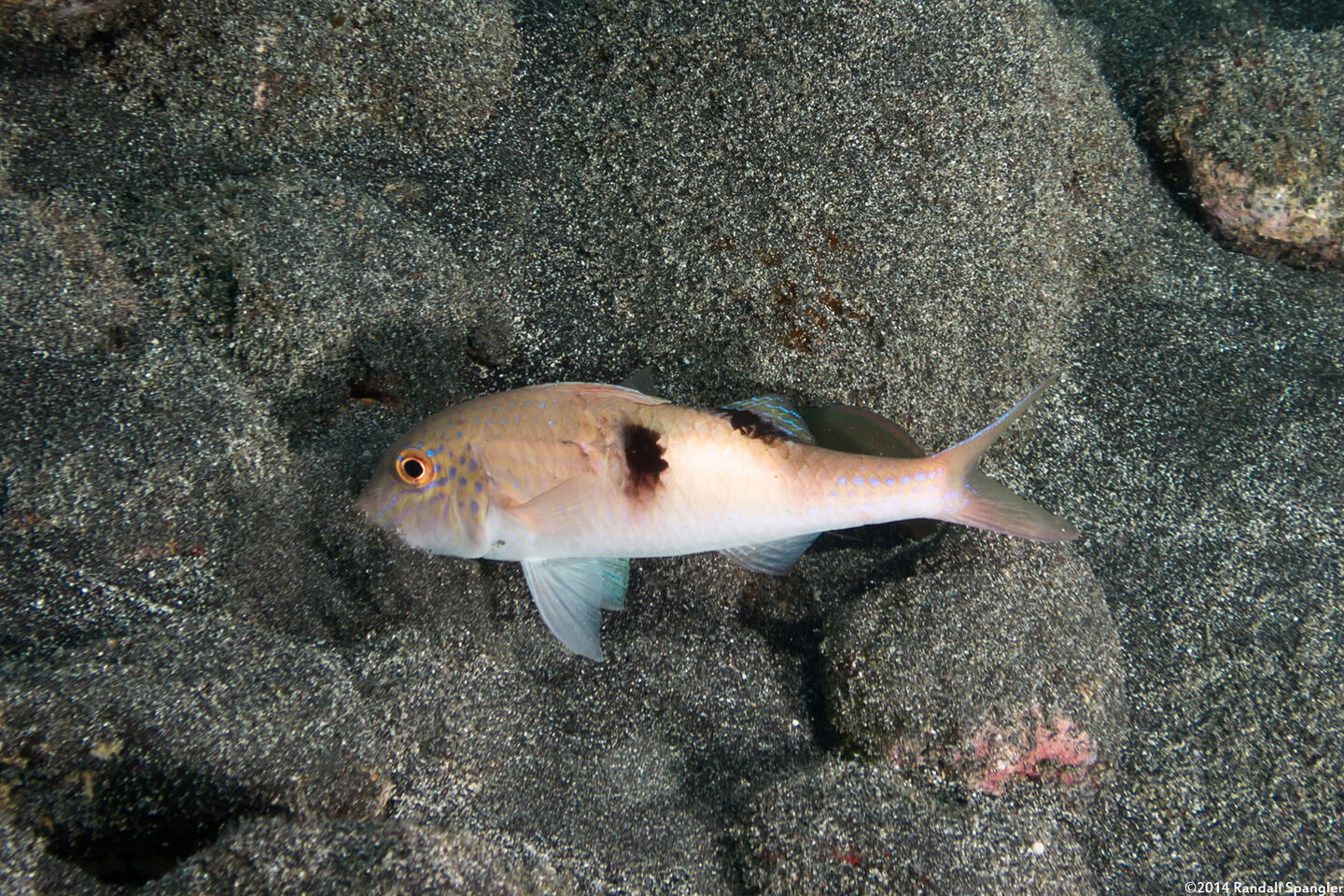 Parupeneus pleruostigma (Sidespot Goatfish)