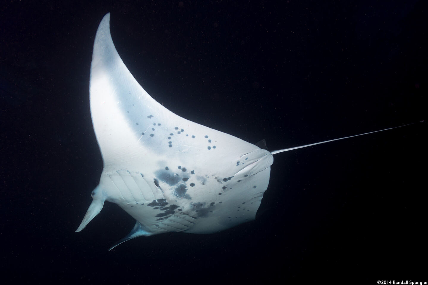Mobula alfredi (Coastal Manta Ray)