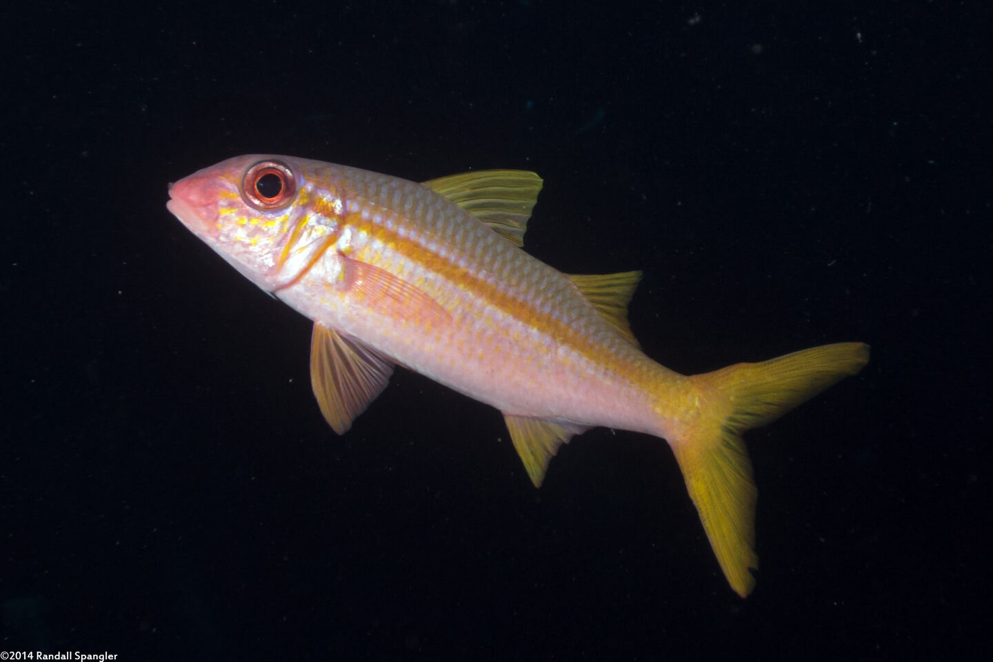 Mulloidichthys vanicolensis (Yellowfin Goatfish)
