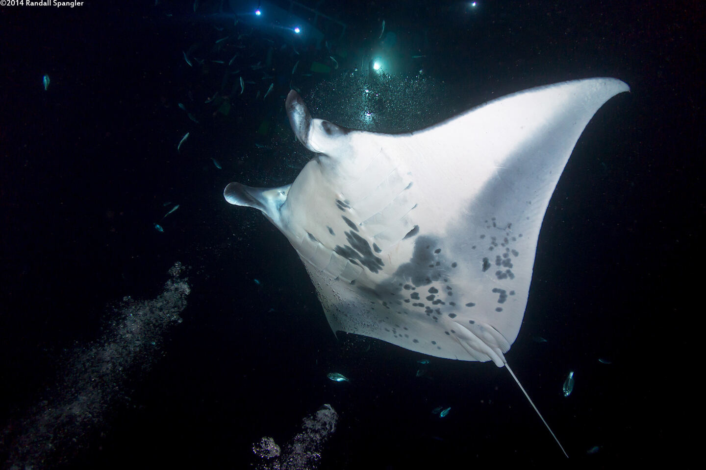Mobula alfredi (Coastal Manta Ray)