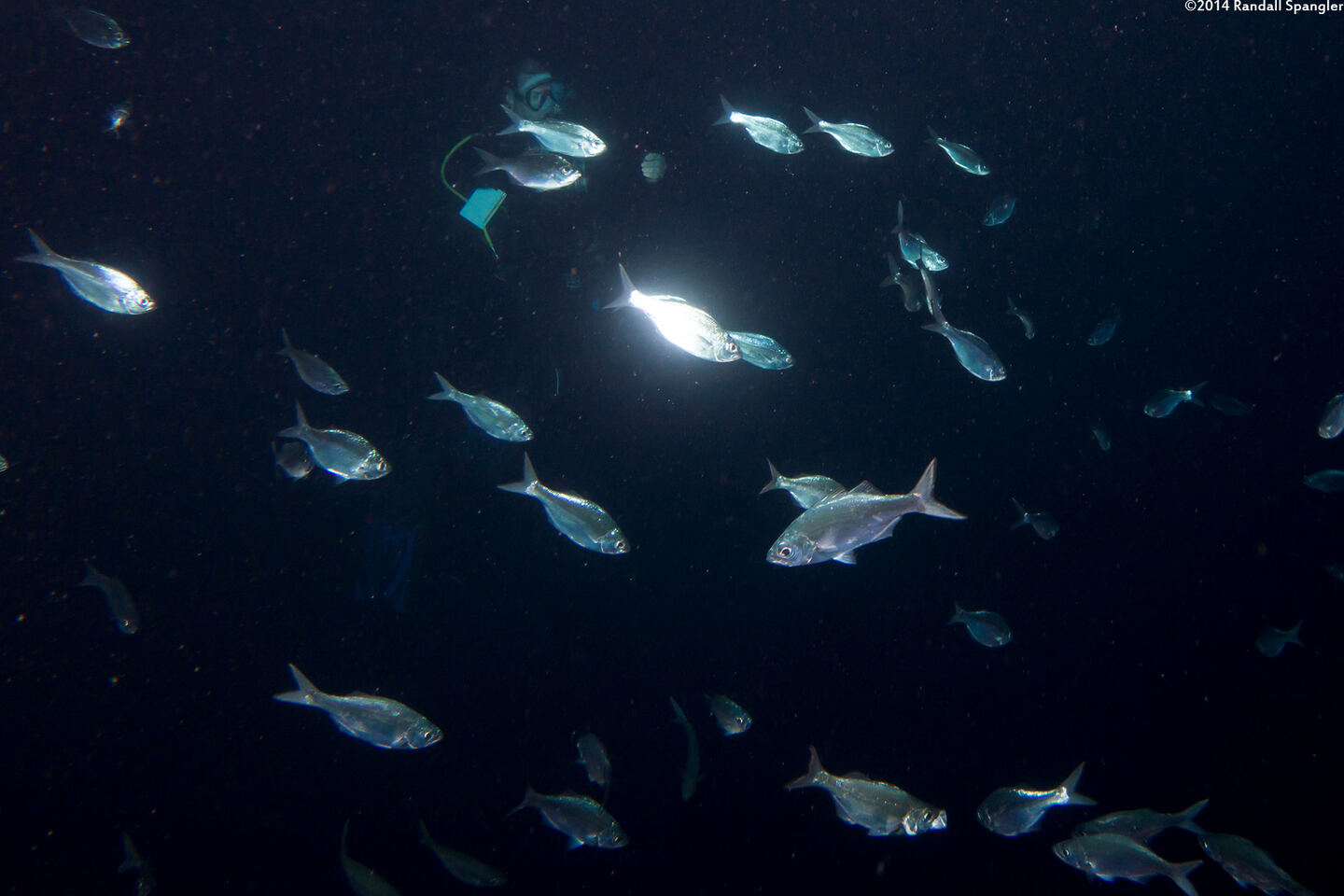 Selar crumenophthalmus (Bigeye Scad)