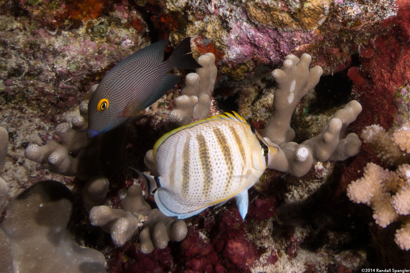 Chaetodon multicinctus (Multiband Butterflyfish)