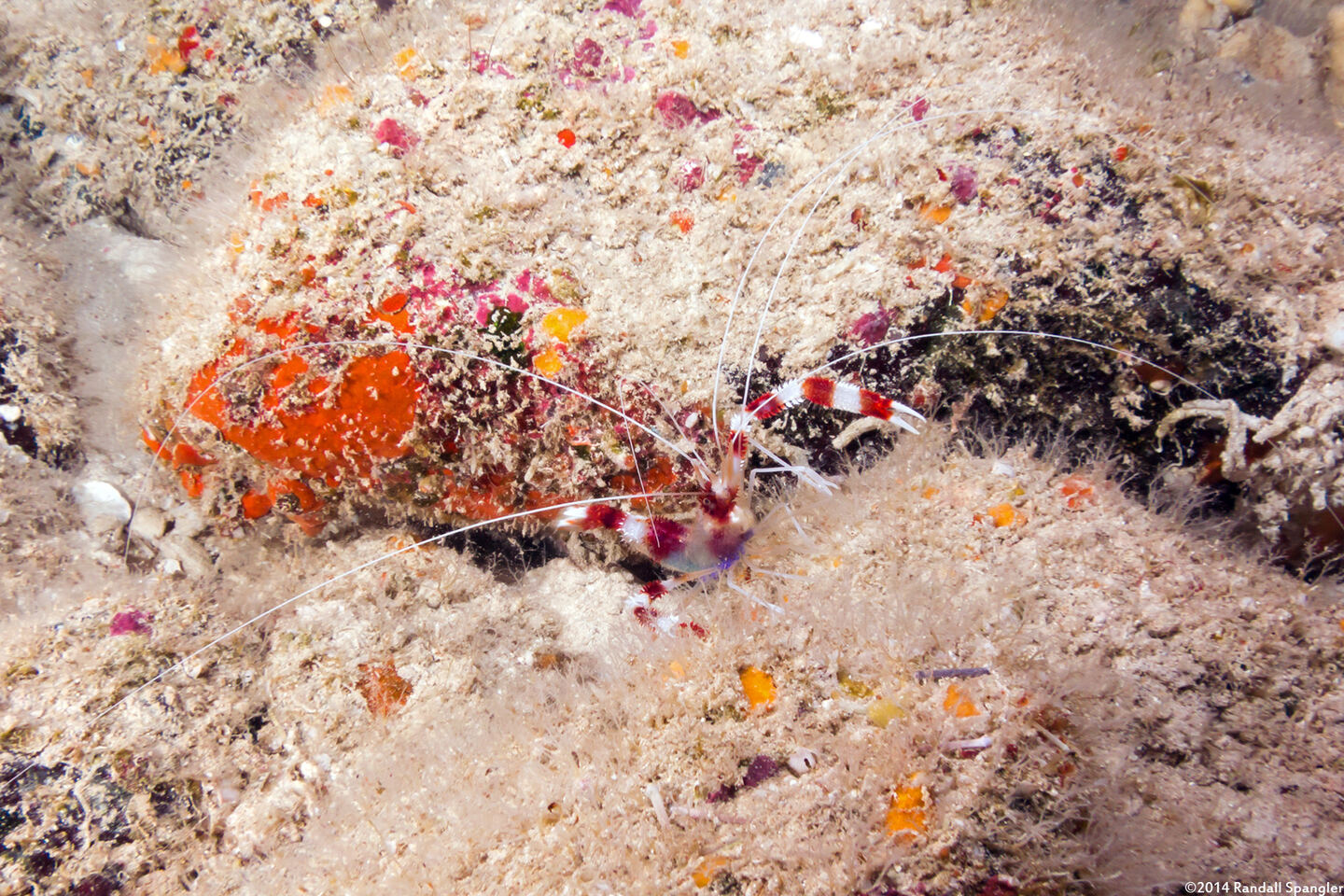 Stenopus hispidus (Banded Coral Shrimp)