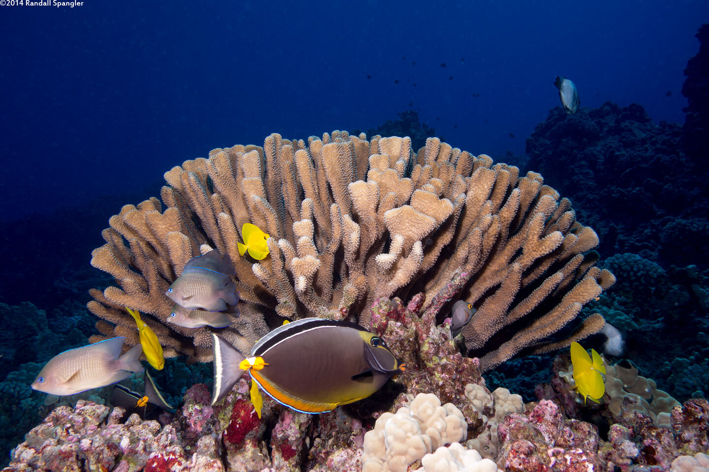 Naso lituratus (Orangespine Unicornfish)
