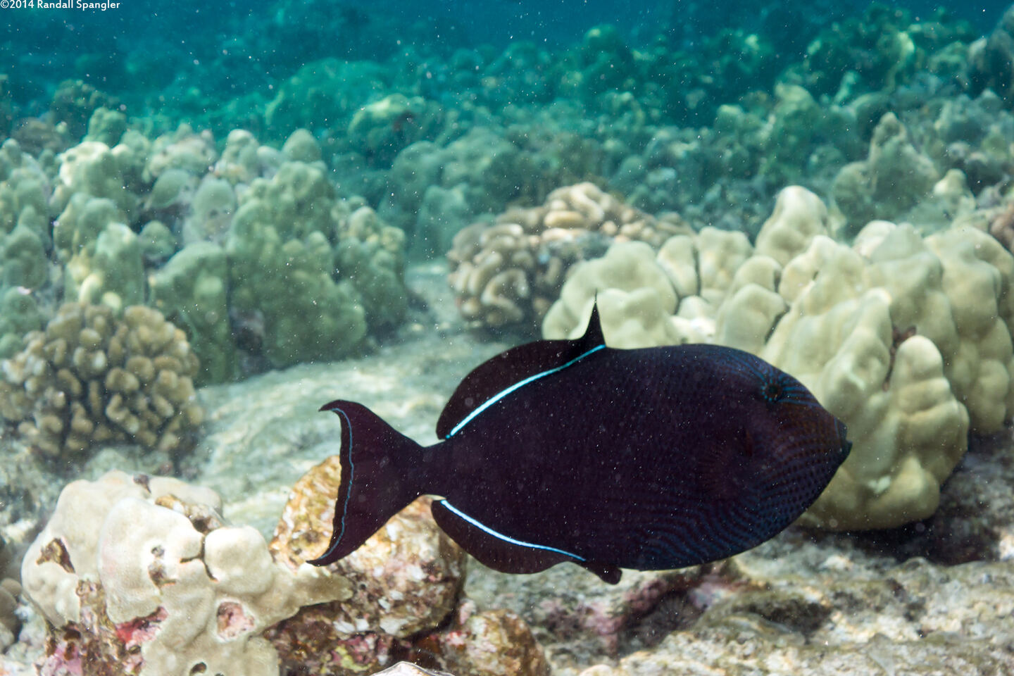 Melichthys niger (Black Triggerfish)