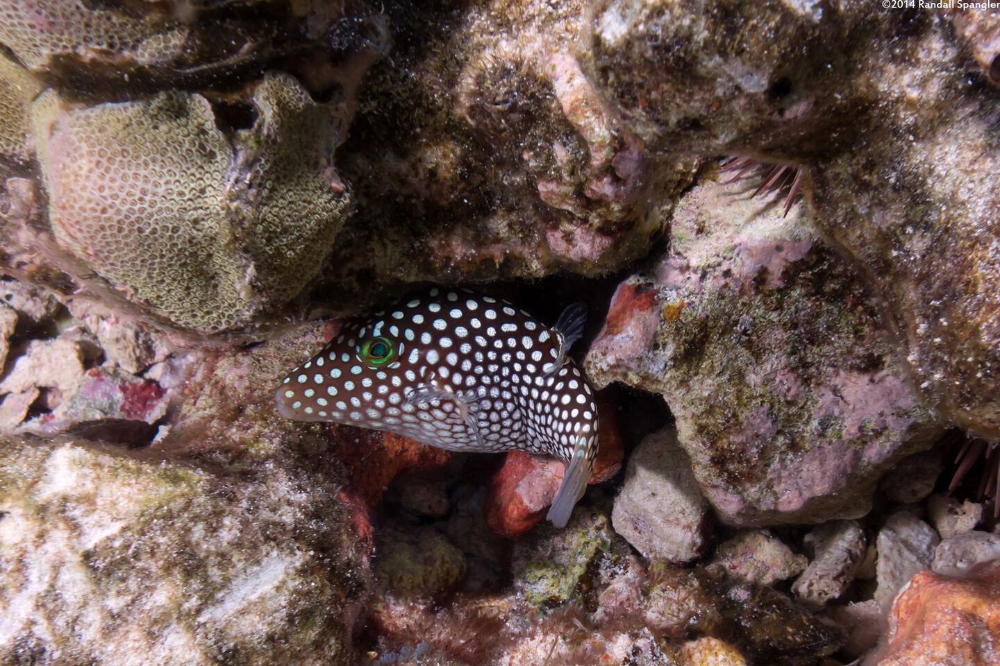 Canthigaster jactator (Hawaiian Whitespotted Toby)