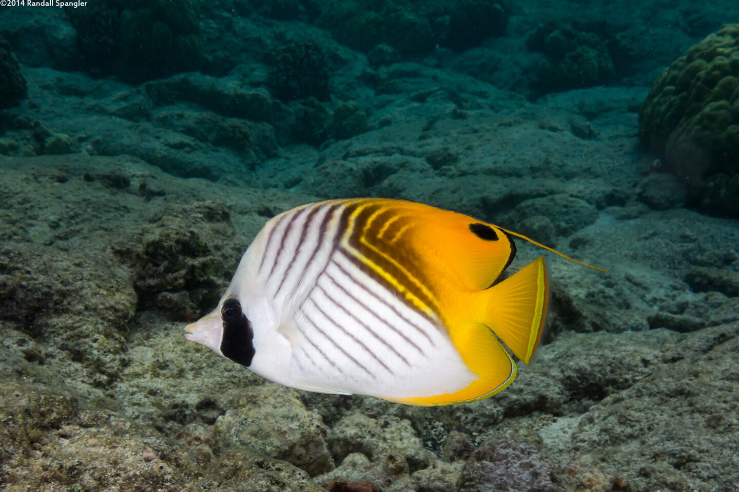 Chaetodon auriga (Threadfin Butterflyfish)