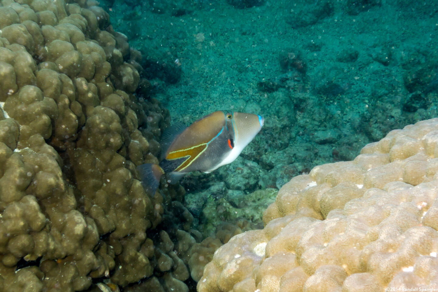 Rhinecanthus rectangulus (Wedgetail Triggerfish)