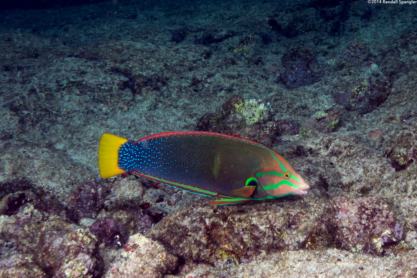Coris gaimard (Yellowtail Coris)