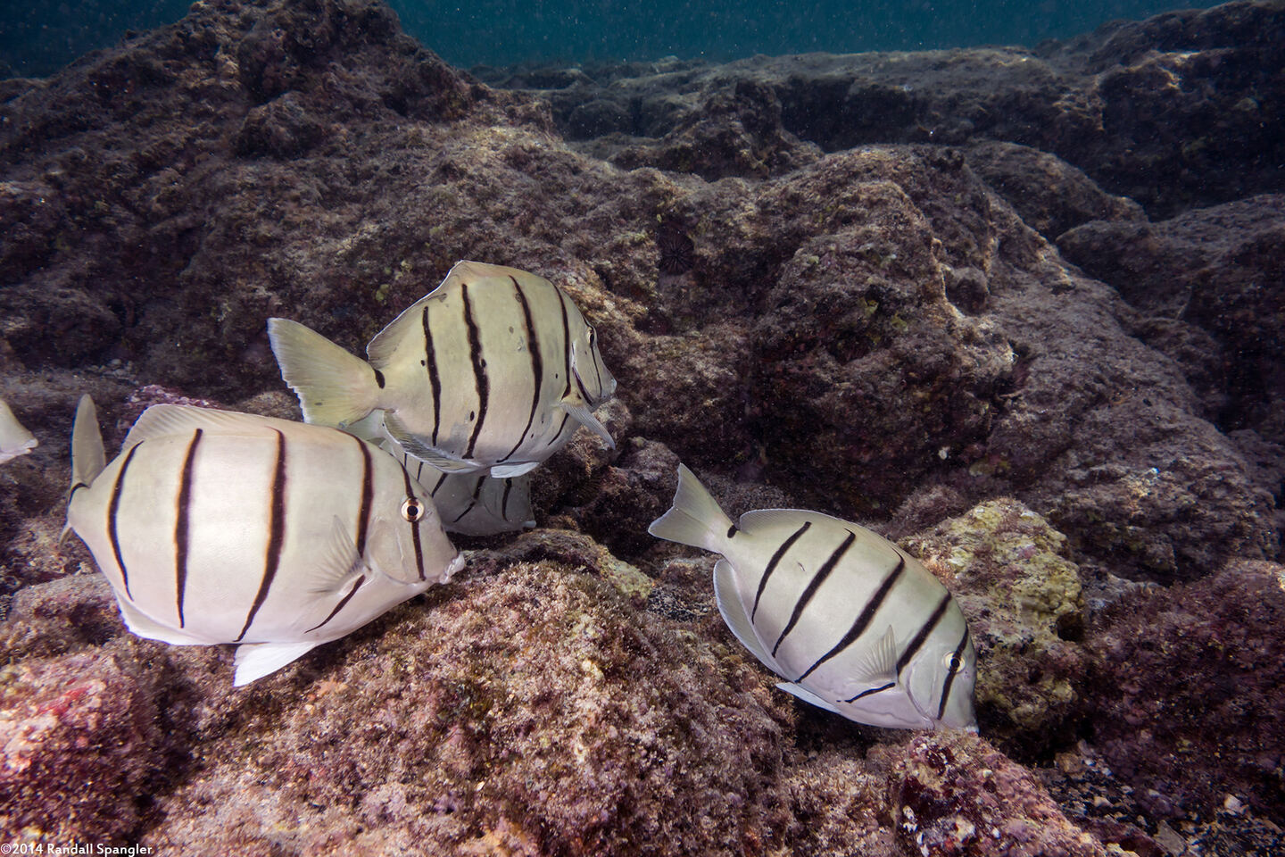 Acanthurus triostegus (Convict Tang)
