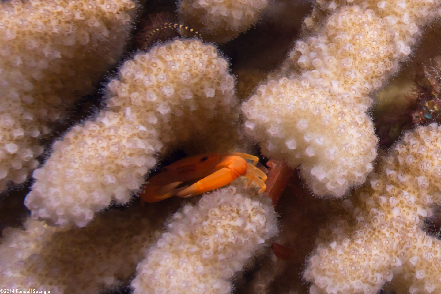 Trapezia bidentata (Rusty Guard Crab)