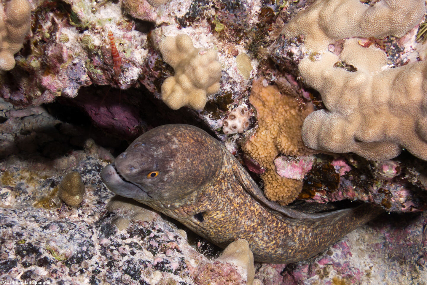Gymnothorax flavimarginatus (Yellowmargin Moray)