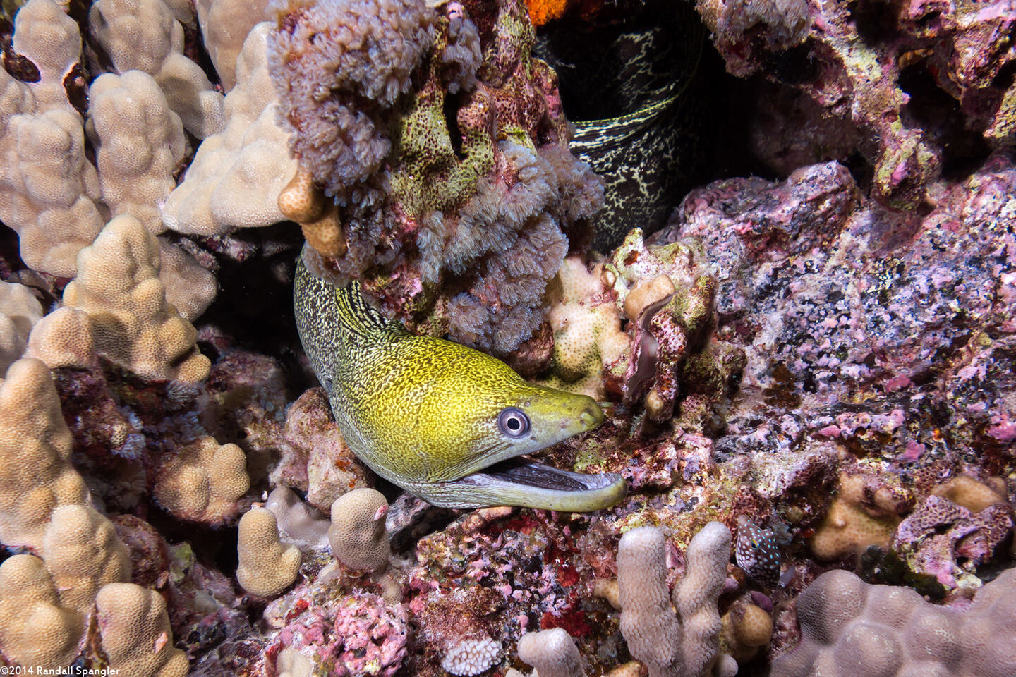 Gymnothorax undulatus (Undulated Moray)
