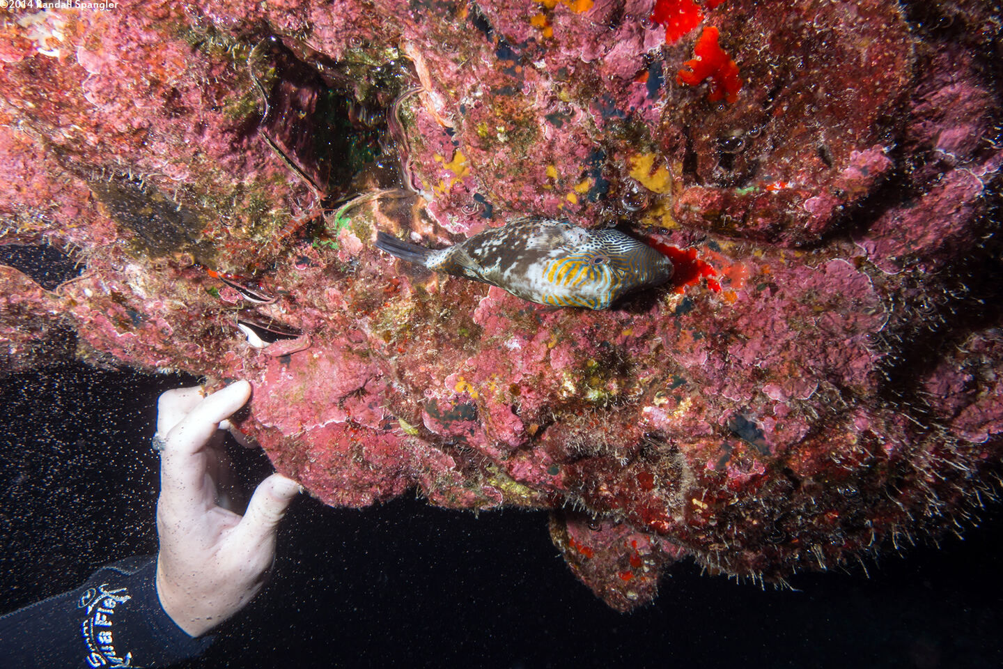 Canthigaster epilampra (Lantern Toby)