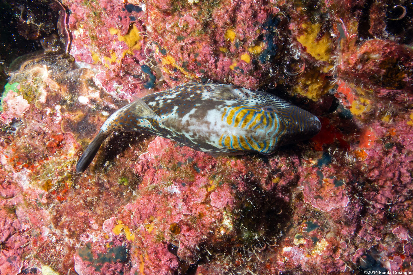 Canthigaster epilampra (Lantern Toby)