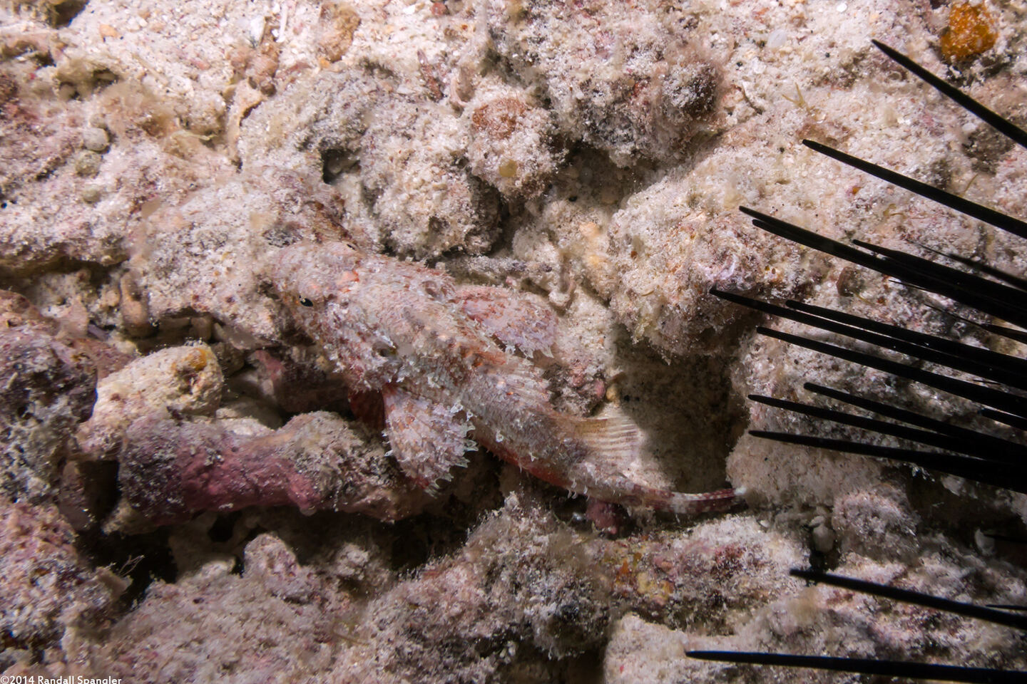 Scorpaenopsis brevifrons (Shortsnout Scorpionfish)