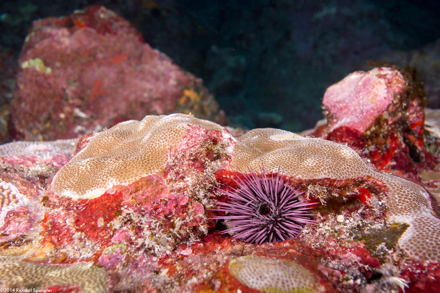 Echinostrephus aciculatus (Needle-Spined Urchin)