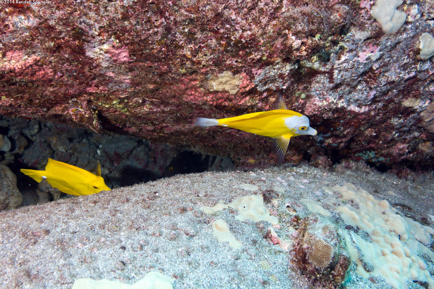 Zebrasoma flavescens (Yellow Tang)