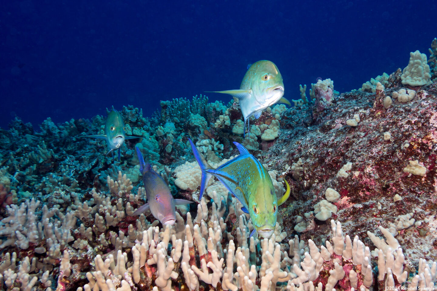 Caranx melampygus (Bluefin Trevally)