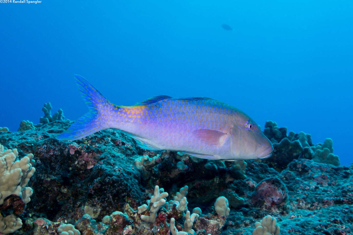 Parupeneus cyclostomus (Goldsaddle Goatfish)