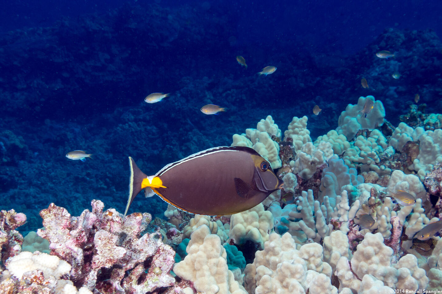 Naso lituratus (Orangespine Unicornfish)