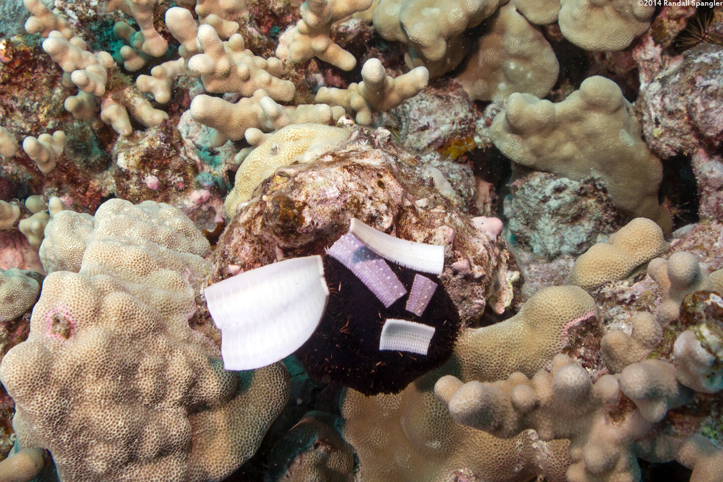 Tripneustes gratilla (Collector Urchin); Urchin collected pieces of another urchin's skeleton