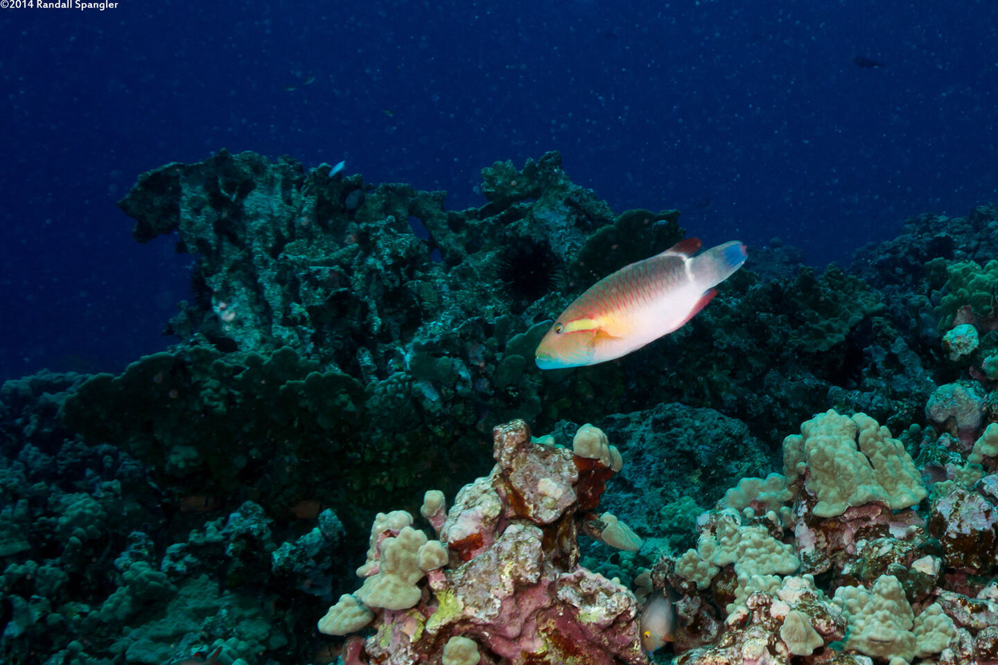 Oxycheilinus unifasciatus (Ringtail Wrasse)