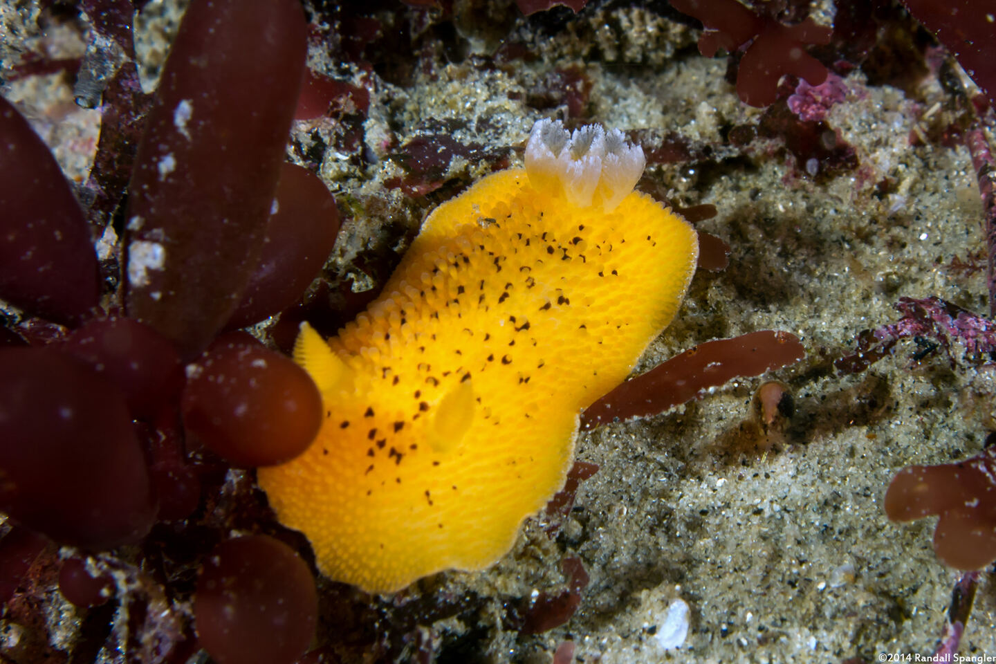 Peltodoris nobilis (Sea Lemon)