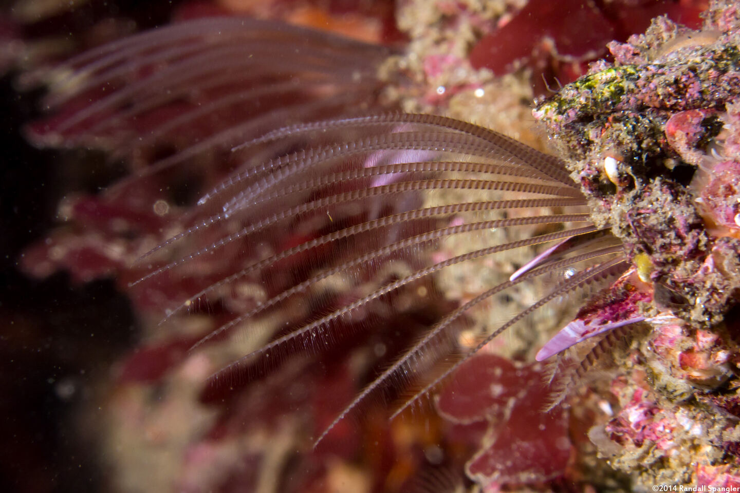 Balanus nubilus (Giant Acorn Barnacle)