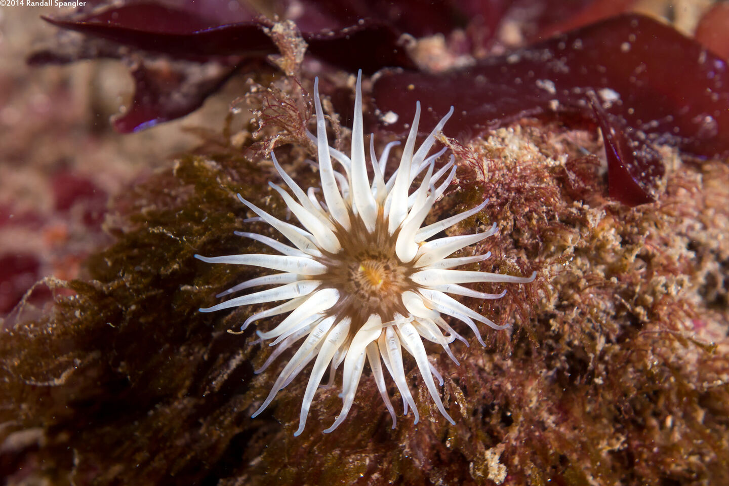 Anthopleura artemisia (Moonglow Anemone)