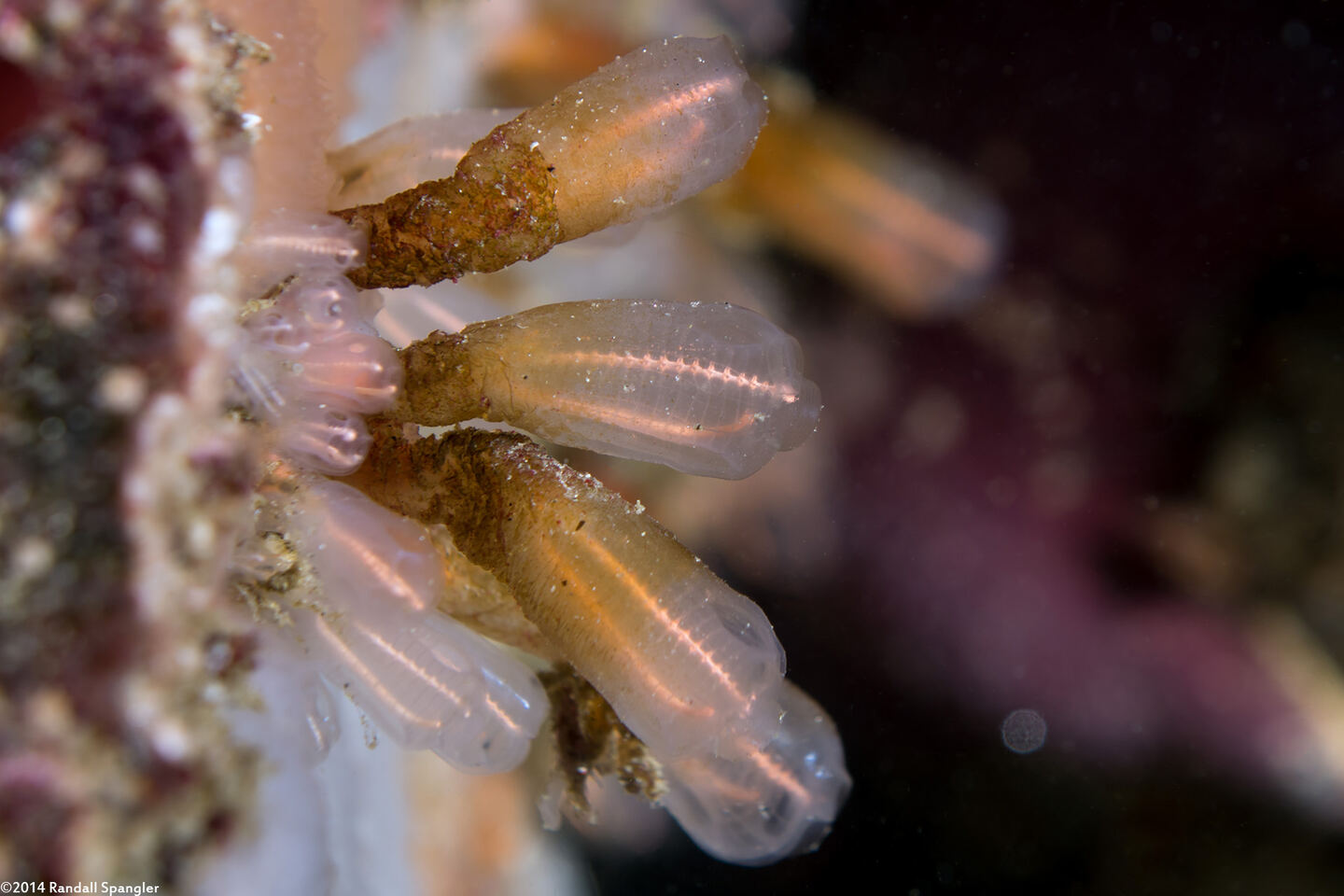 Clavelina huntsmani (Light Bulb Tunicate)