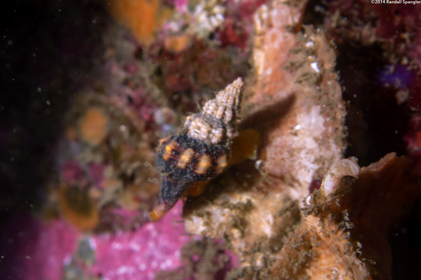 Hesperaptyxis luteopictus (Painted Spindle)