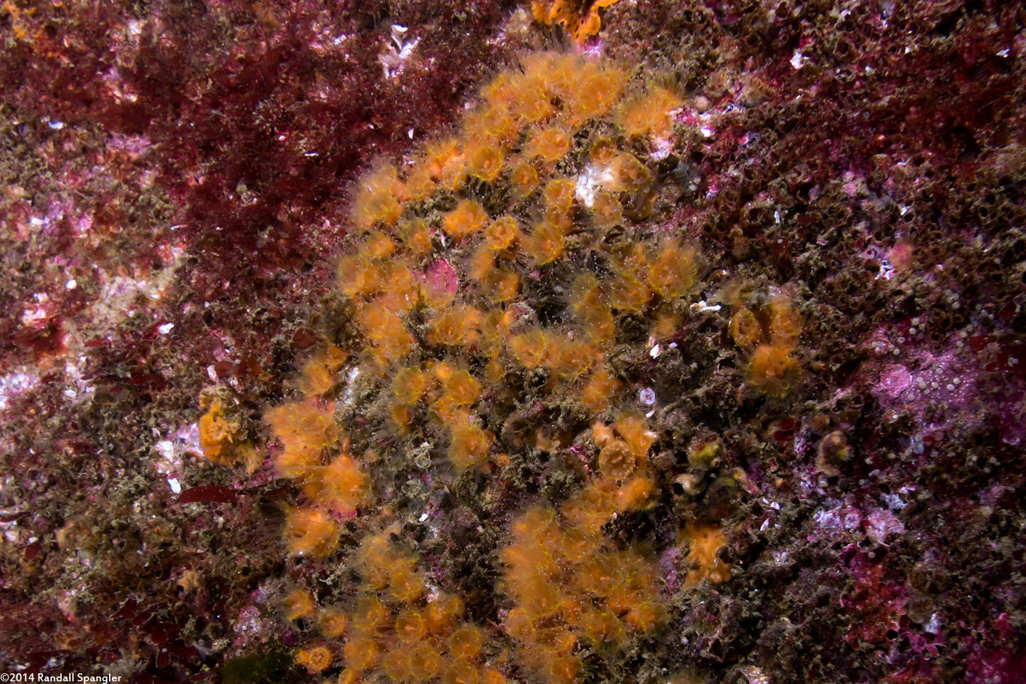 Astrangia haimei (Astrangia Haimei)