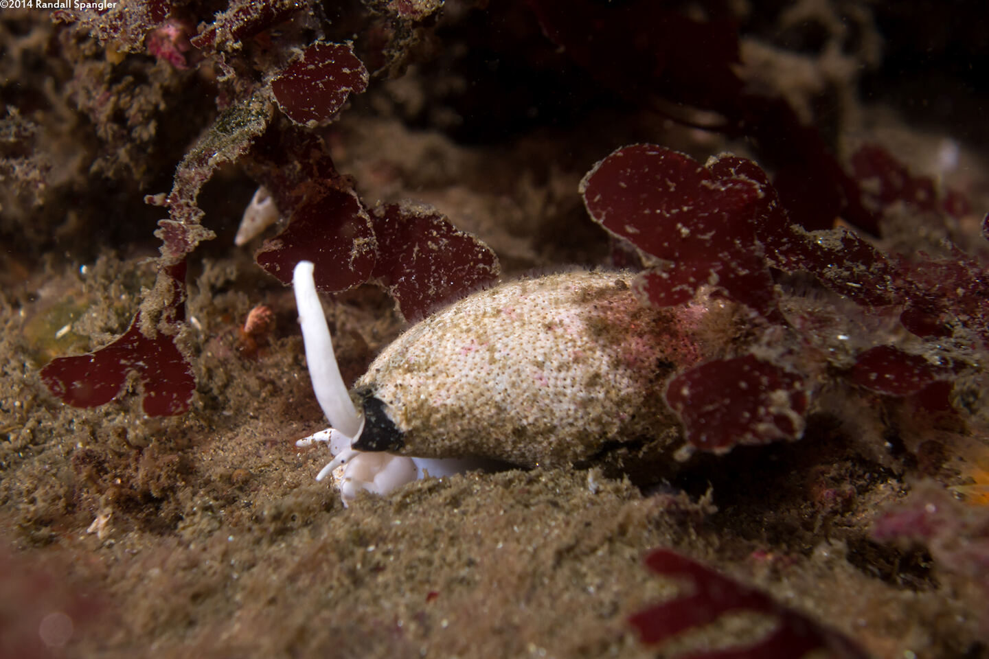 Atrimitra idae (Ida's Miter)