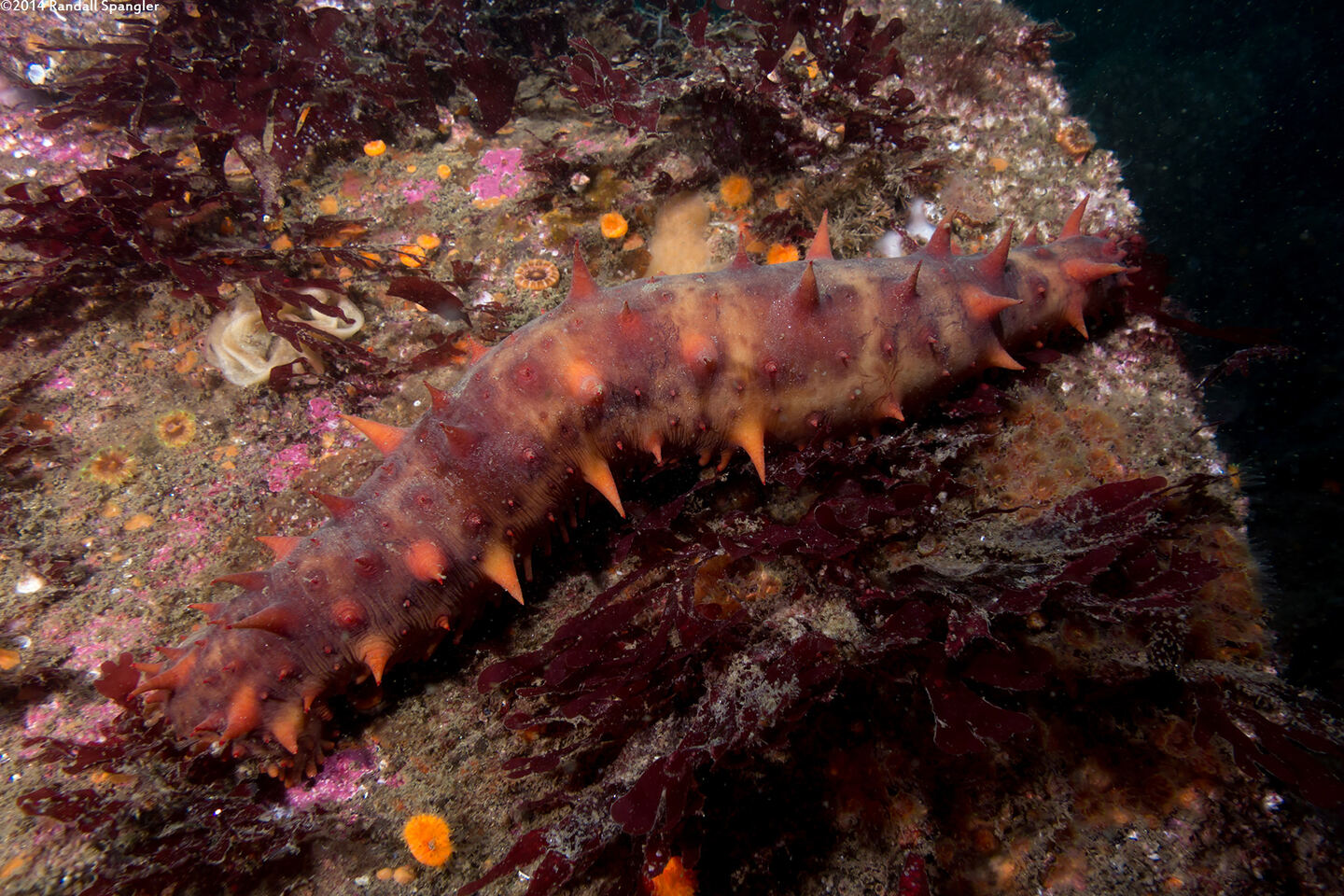 Parastichopus californicus (California Sea Cucumber)