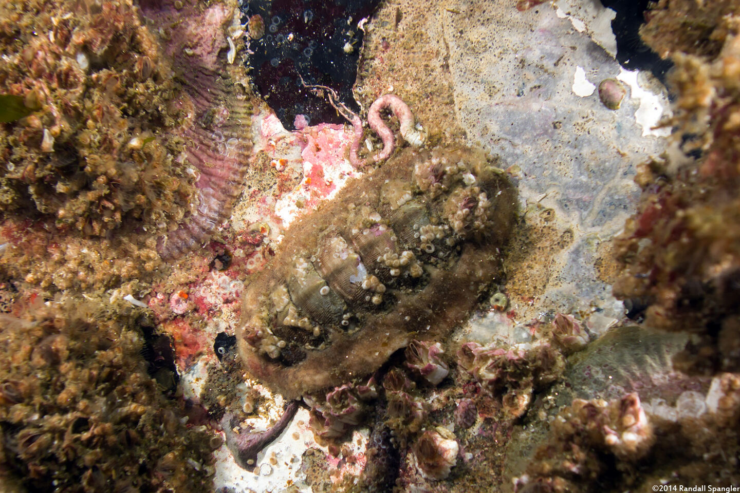 Mopalia hindsii (Hinds' Mopalia)