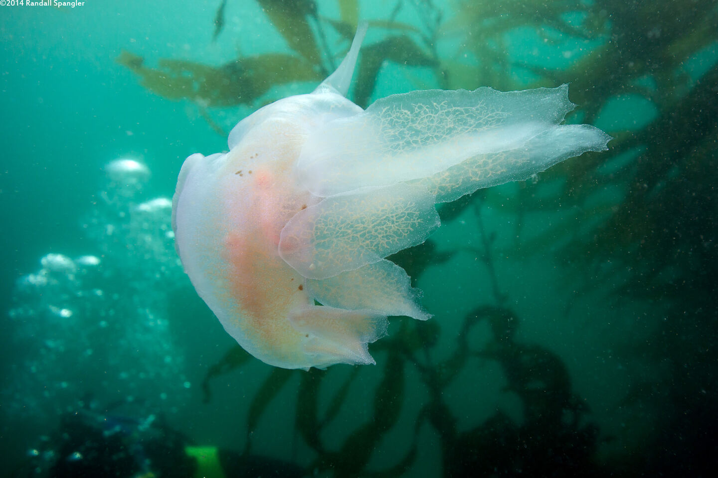 Melibe leonina (Lion's Mane Nudibranch)