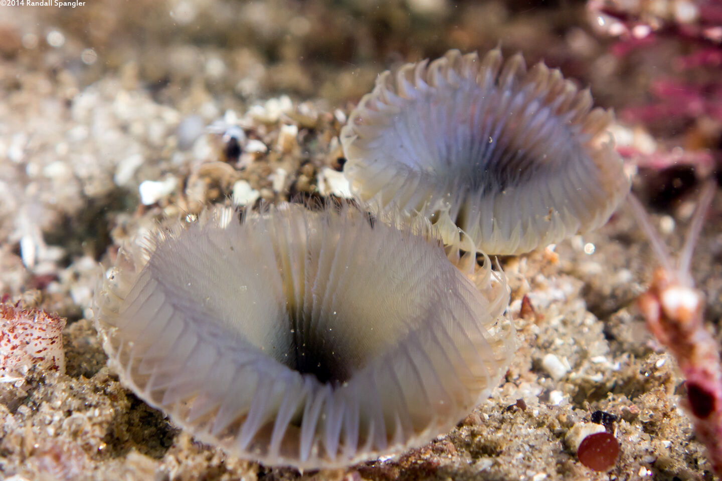 Myxicola sp.1 (Slime Fan Worm)