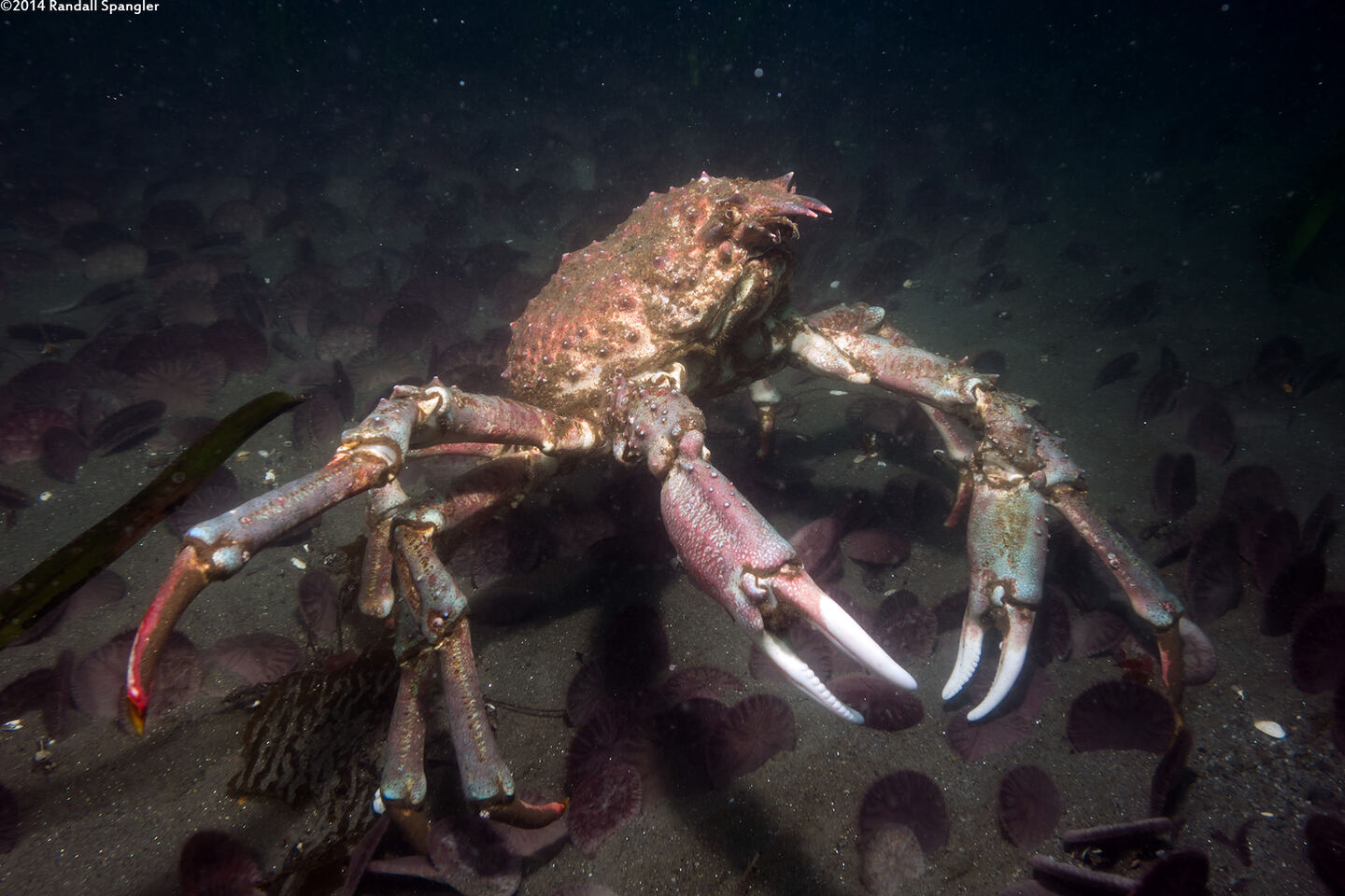 Loxorhynchus grandis (Sheep Crab)
